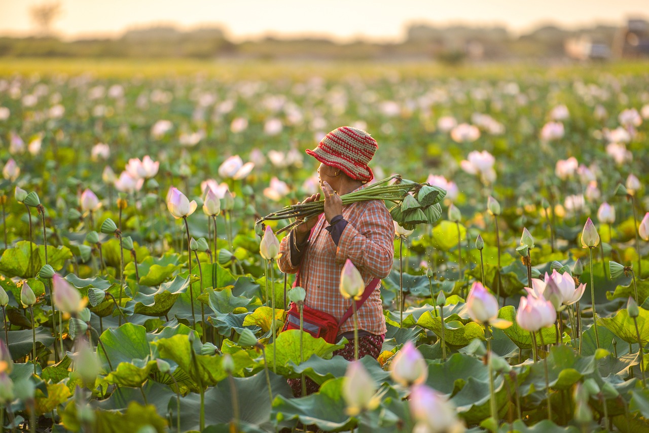 Our Projects Rural livelihoods in Cambodia